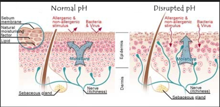 A beginners guide to understanding the acid mantle - Beauty Harbour